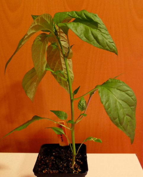 Pimiento de Padron