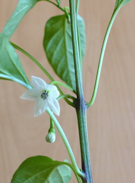 Blüte