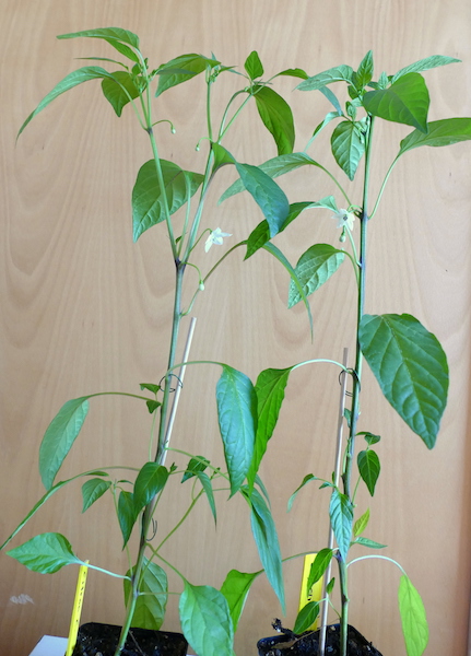 Lemon Chili