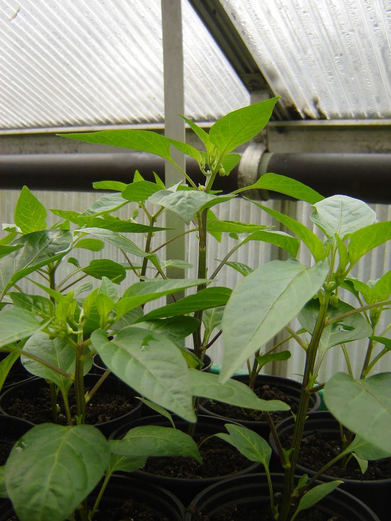 Chili2017_04.jpg