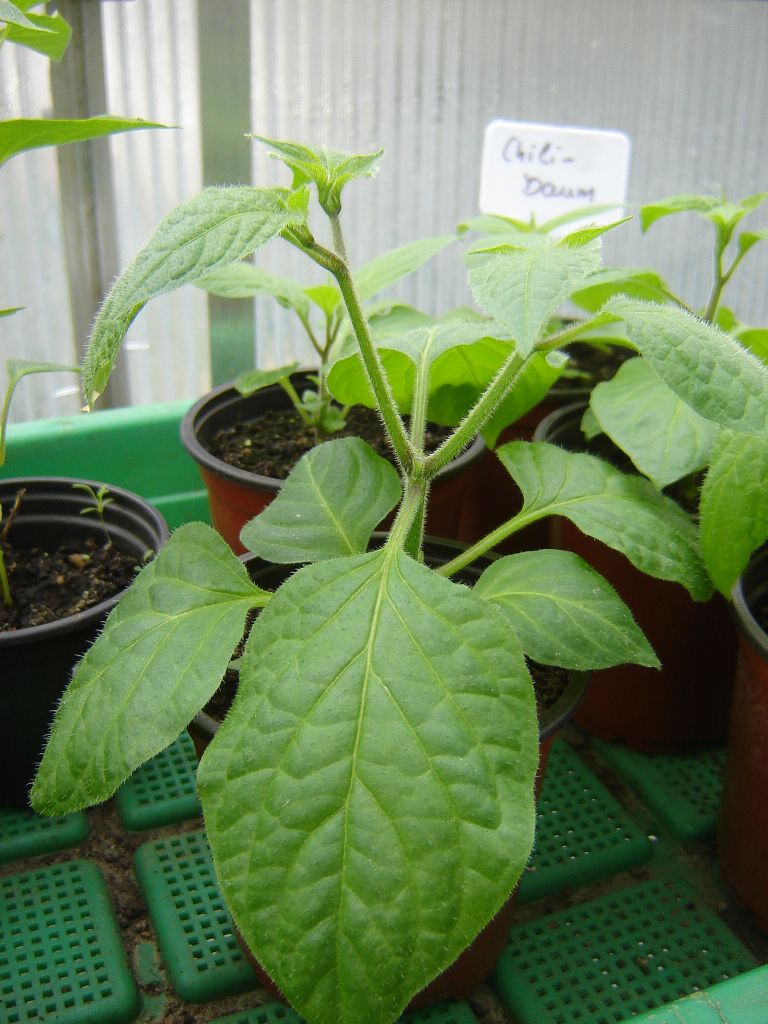 Chili2017_05.jpg
