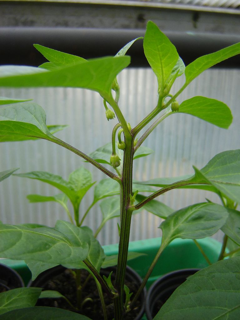 Chili2017_06.jpg