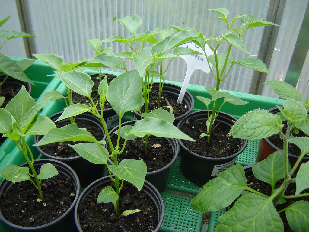 Chili2017_07.jpg