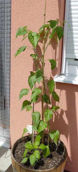 Bischofsmütze