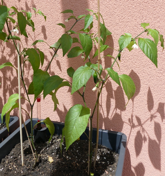 Jalapenos