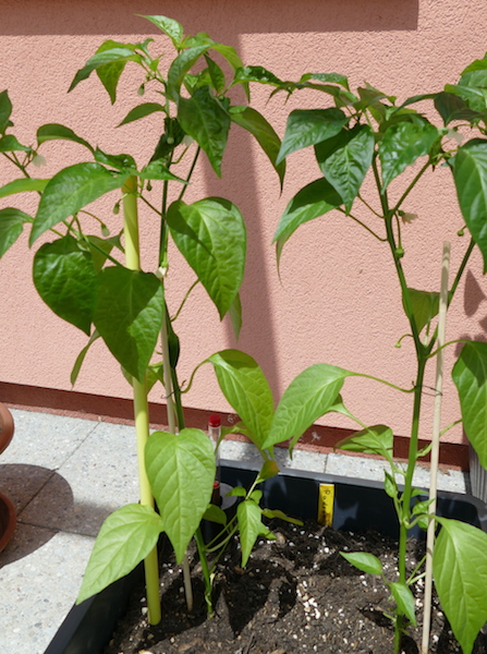 Pimiento de Padrone