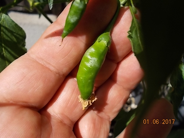 DSCN2270.JPG