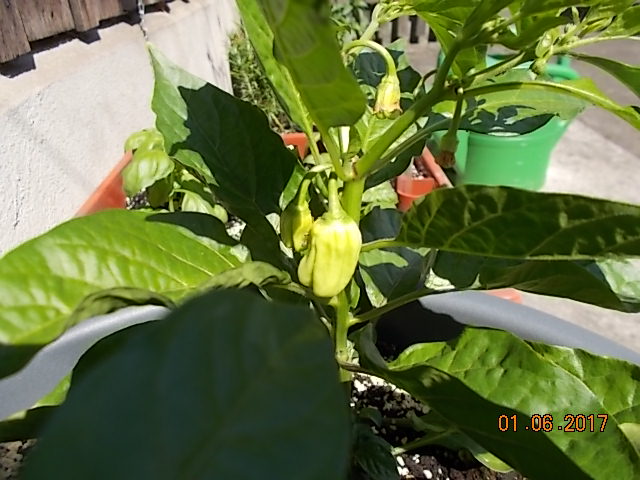 DSCN2276.JPG