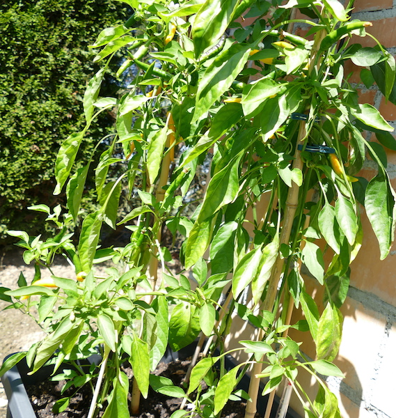 Lemon-Chili