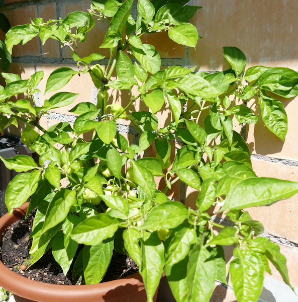 Habanero, rot.