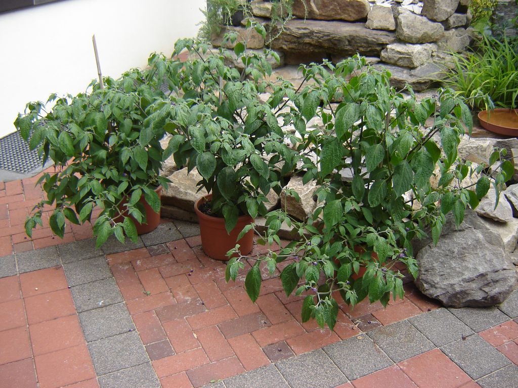 Chili2017_14.jpg