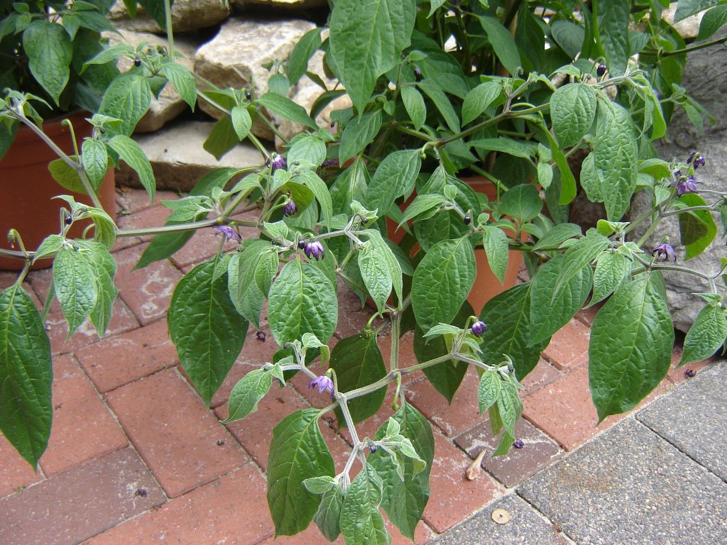 Chili2017_15.jpg