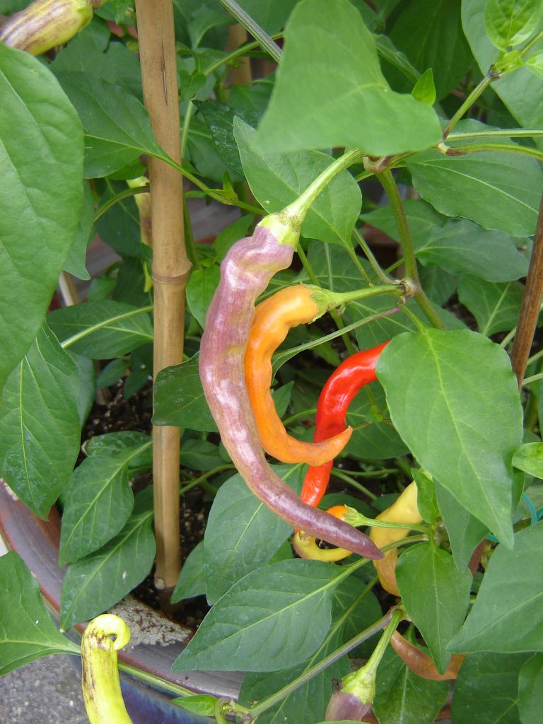 Chili2017_18.jpg