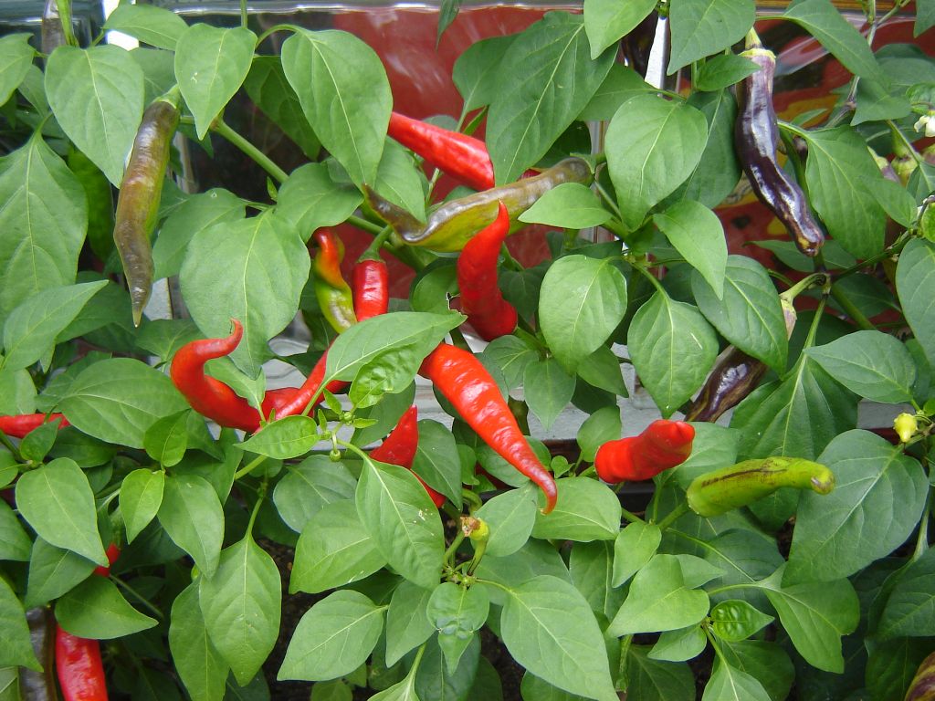 Chili2017_19.jpg