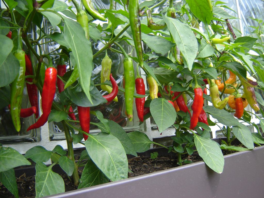 Chili2017_20.jpg