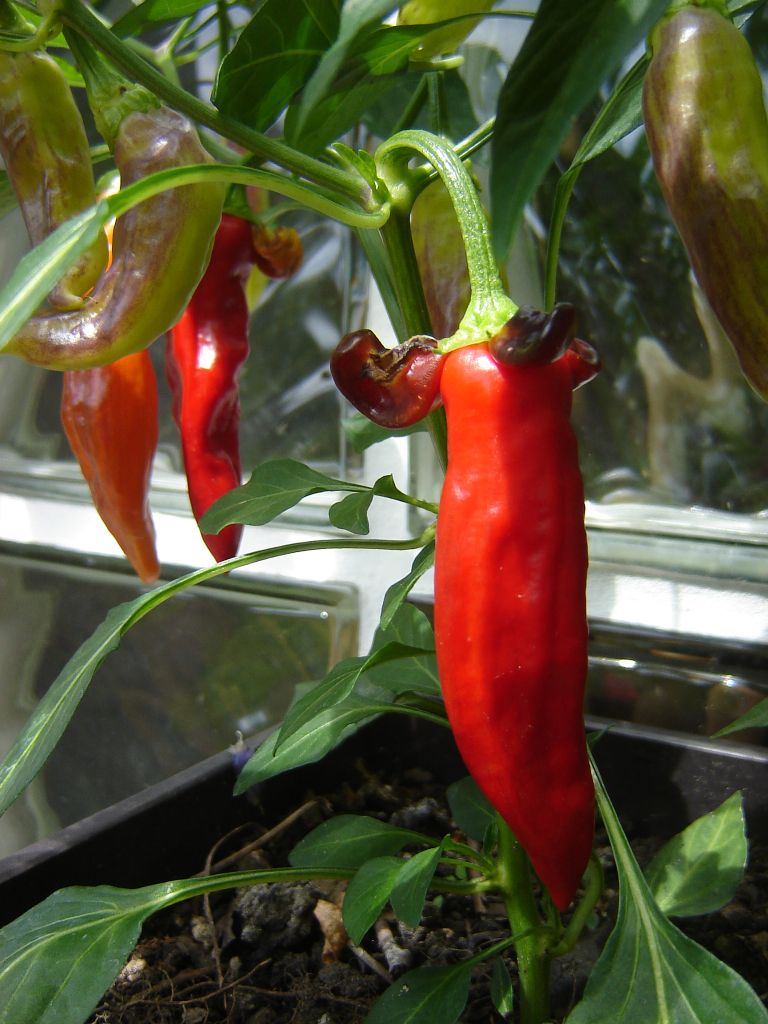 Chili2017_21.jpg