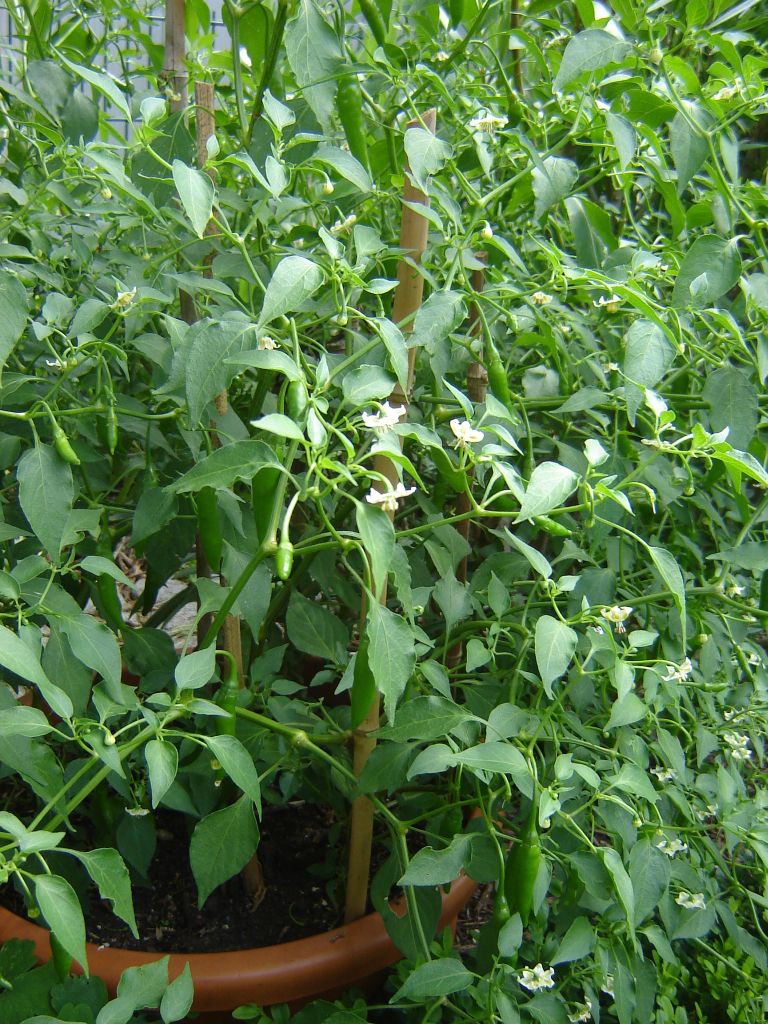 Chili2017_23.jpg