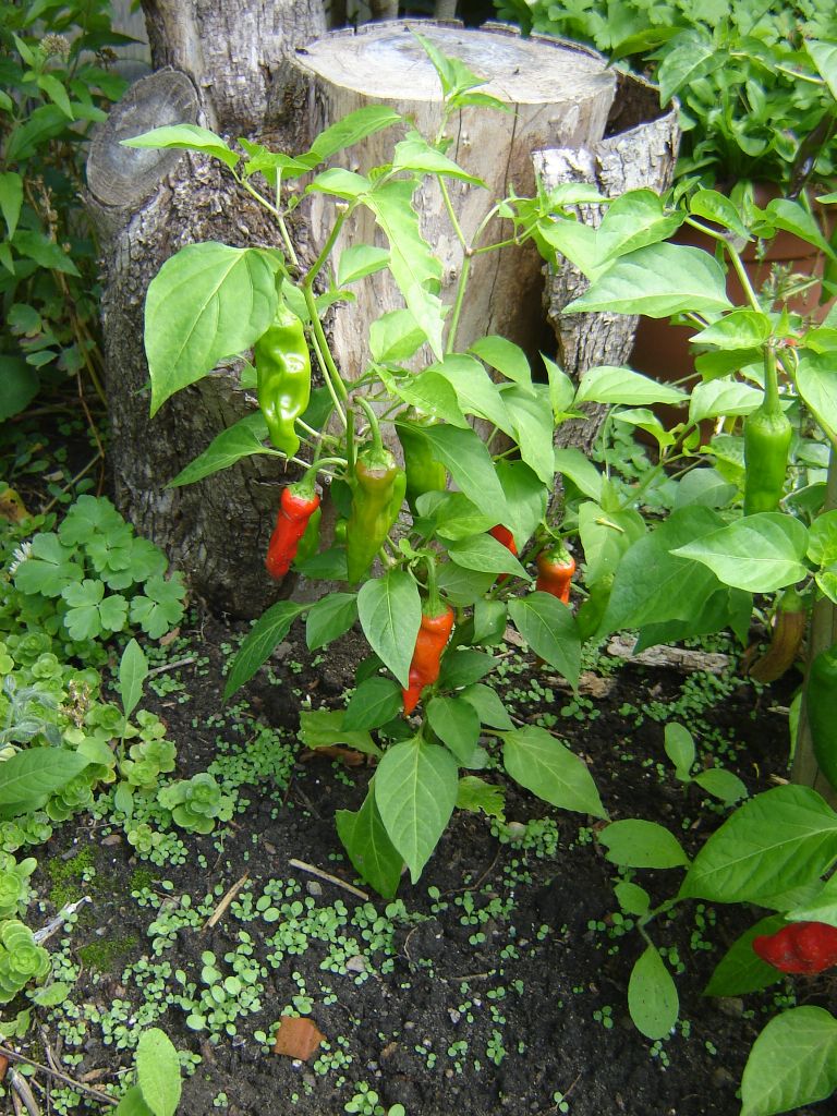 Chili2017_24.jpg