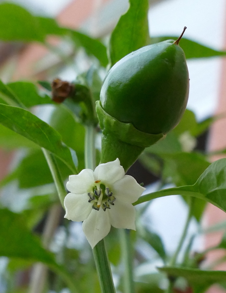 Blüte und Fruchtansatz der Giallo Rotondo di Capriglio