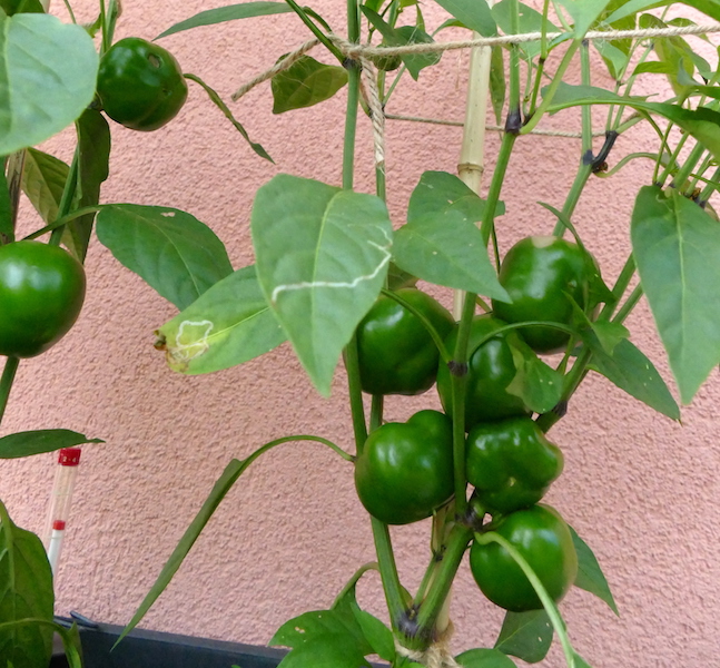 Giallo Rotondo di Capriglio