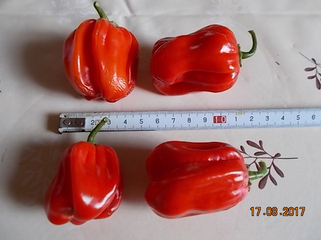 DSCN2470.JPG