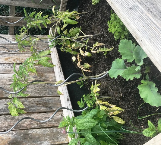 Tomate im Hochbeet.jpg