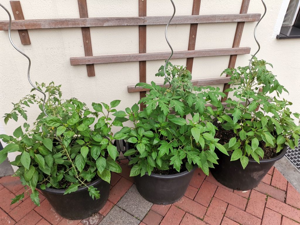 Tomaten_2021_09.jpg