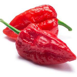 Bhut Jolokia.jpg