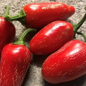 Chili Early Jalapeno.jpg