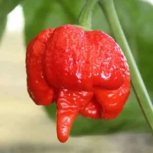 Trinidad Moruga Scorpion.jpg