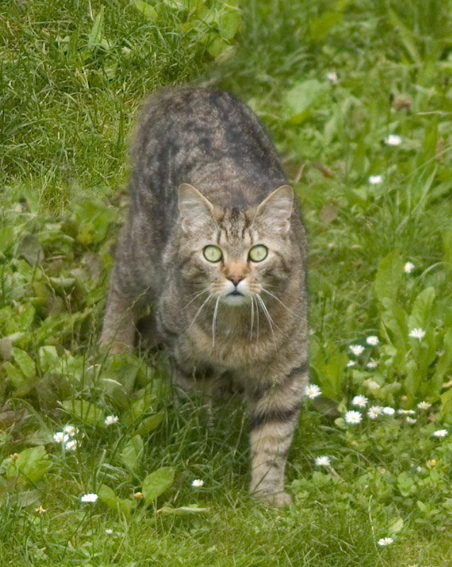 Muschi auf Jagd