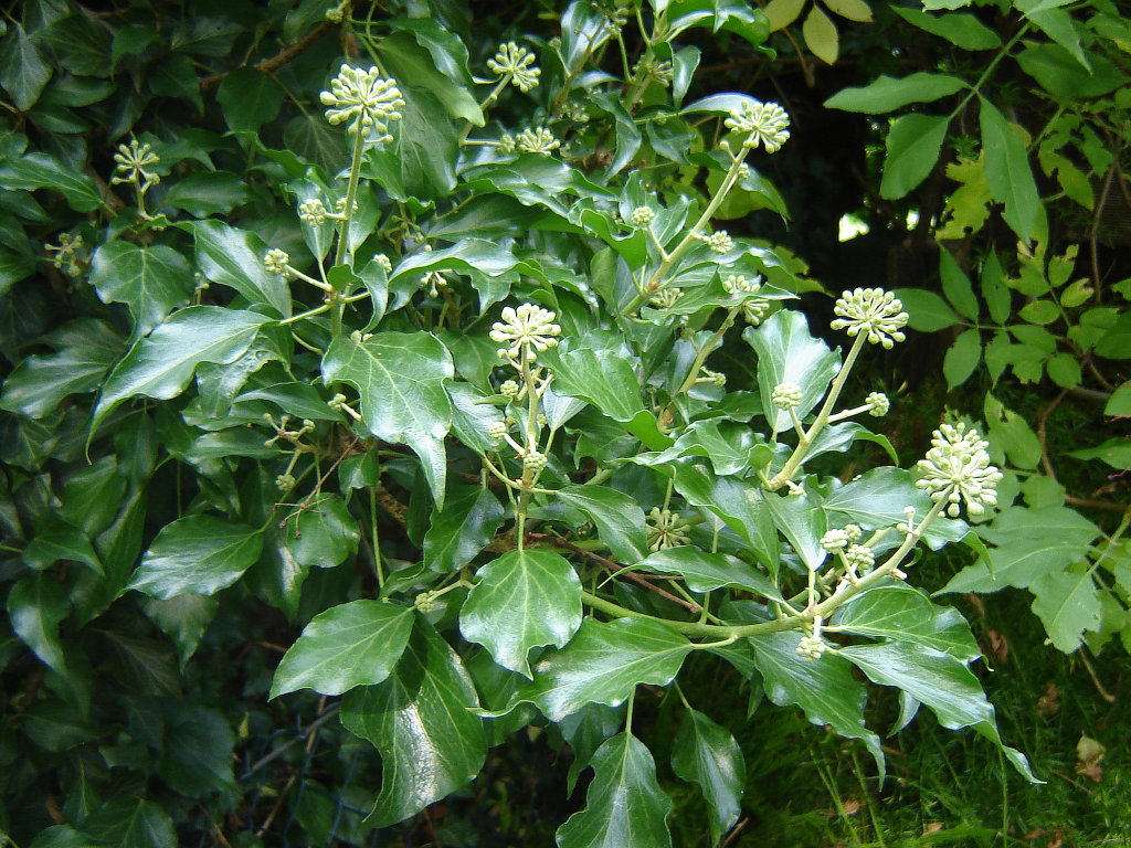 komme gerade aus meinem Garten 06.jpg