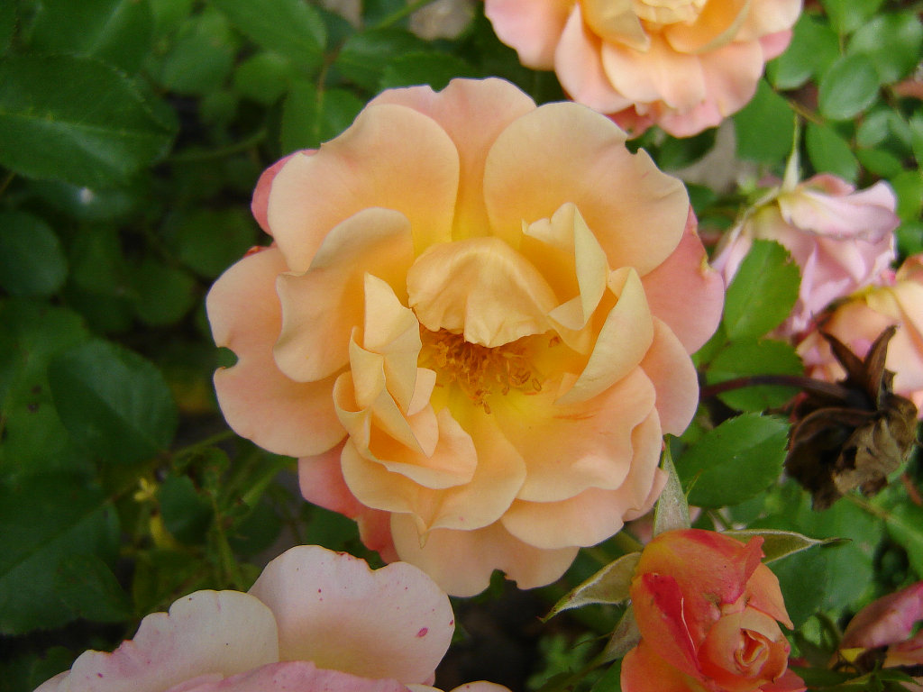 komme gerade aus meinem Garten 08.jpg