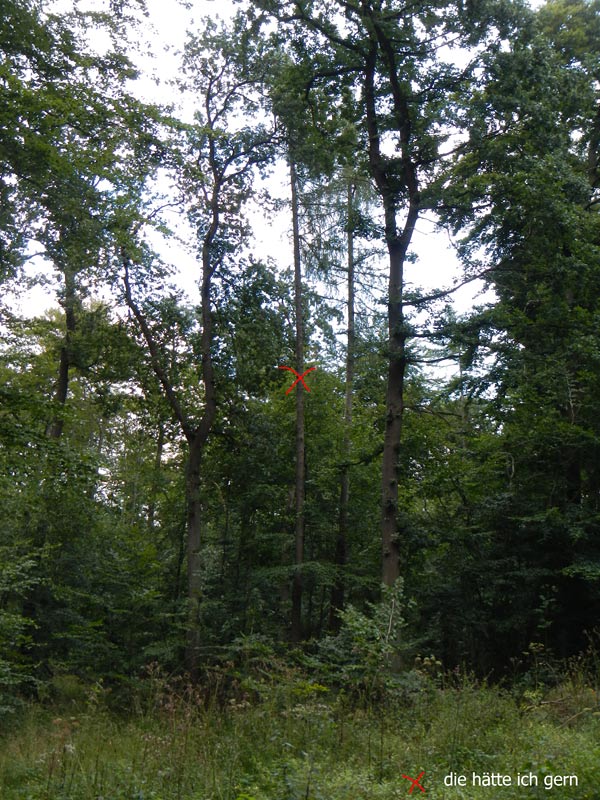 130912001im-Revier-Lärche03.jpg